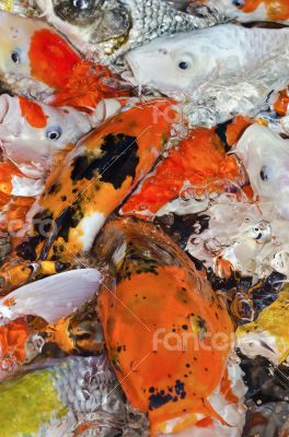 Colorful many Koi Carp