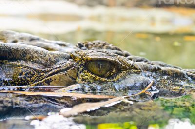 Eyes of the crocodile in water