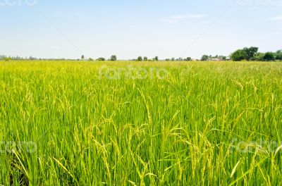Landscape green rice fields