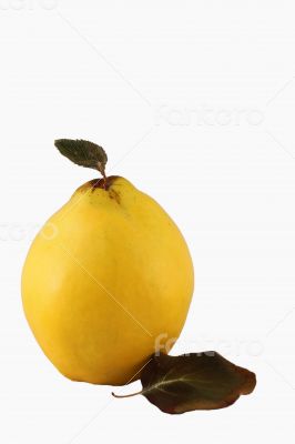 Quince White Background with Leaf