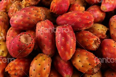 Many cactus pear or nopal