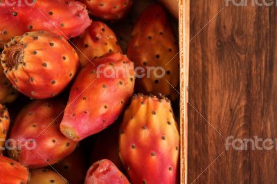 Many cactus pear or nopal