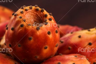 Single cactus pear or nopal