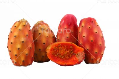 Nopal cactus white background