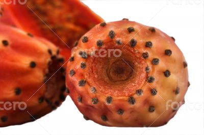 Nopal cactus white background