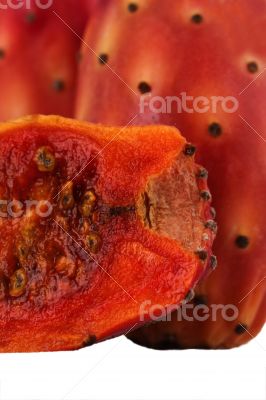 Nopal Macro