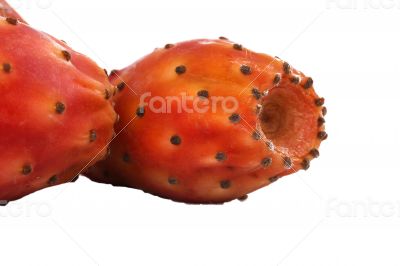 Nopal cactus white background
