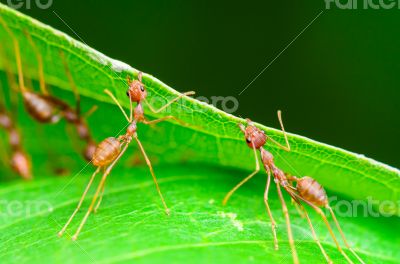 Weaver Ants or Green Ants (Oecophylla smaragdina)