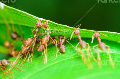 Weaver Ants or Green Ants (Oecophylla smaragdina)