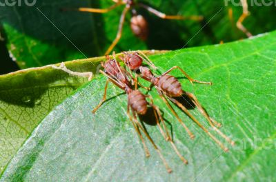 Weaver Ants or Green Ants (Oecophylla smaragdina)