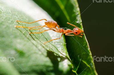 Weaver Ants or Green Ants (Oecophylla smaragdina)