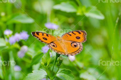Peacock pansy butterfly