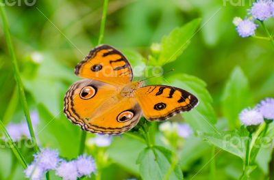 Peacock pansy butterfly