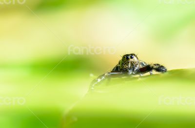 Hasarius adansoni ( Jumping Spider)