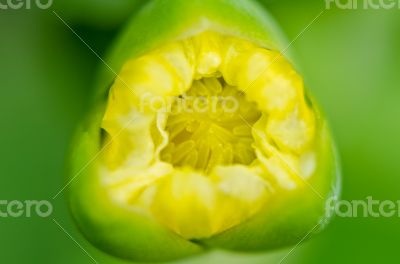 Limnocharis flava or Yellow Burr Head flower