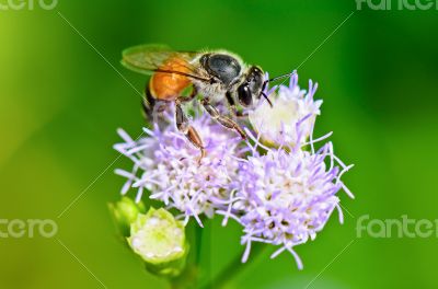 Small bees looking for nectar