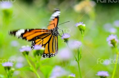 Common Tiger or Danaus genutia butterfly