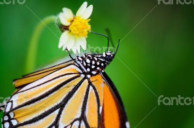 Close up Common Tiger or Danaus genutia butterfly