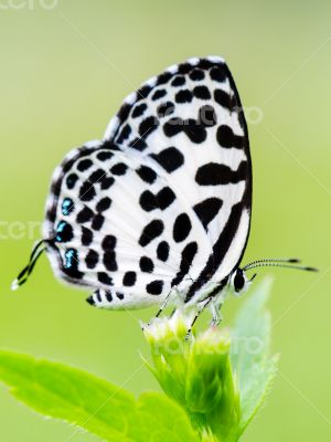 Close up small white butterfly ( Common Pierrot )