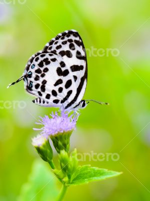 Close up small white butterfly ( Common Pierrot )