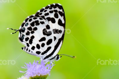 Close up small white butterfly ( Common Pierrot )
