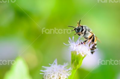 Small bees are clean legs and mouth