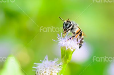Small bees are clean legs and mouth