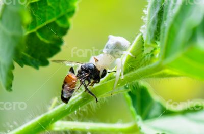 White Crab Spider eating a bee
