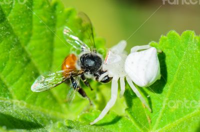 White Crab Spider eating a bee