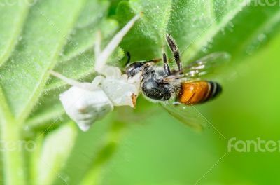 White Crab Spider eating a bee
