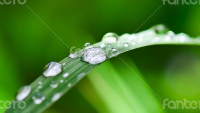 Water droplets on grass