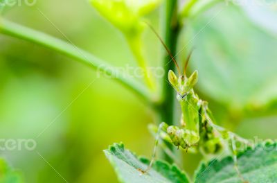 Jeweled Flower Mantis or Indian Flower Mantis