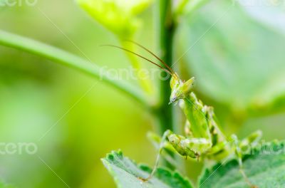 Jeweled Flower Mantis or Indian Flower Mantis