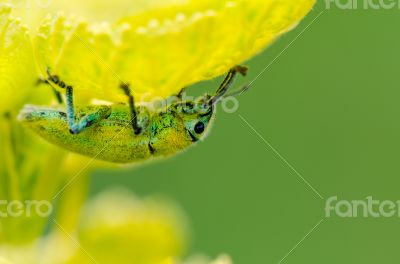 Green Weevil or Hypomeces Squamosus