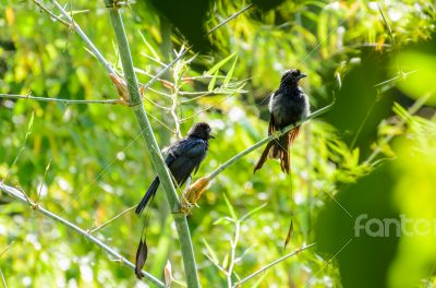 Greater Racket-tailed Drongo (Dicrurus paradiseus )