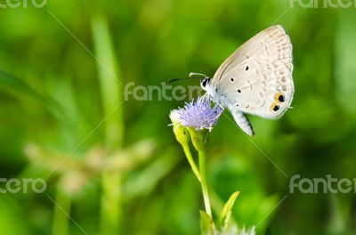 Cycad Blue or Plains Cupid butterfly ( Chilades pandava)