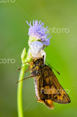 White Crab Spider on flower