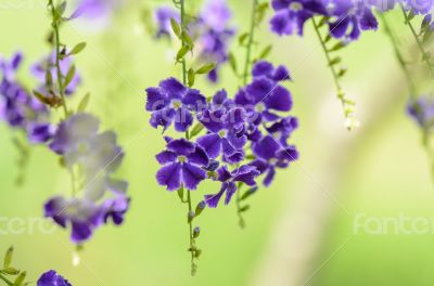 Golden Dew Drop or Sky Flower ( Duranta erecta )