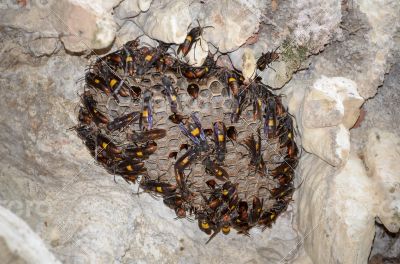 Nest of Lesser banded hornet (Vespa affinis) 