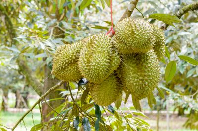 Durian on tree King of fruits in Thailand