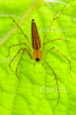 Male Lynx Spider