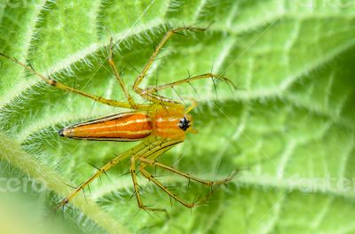 Male Lynx Spider