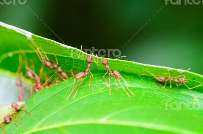 Weaver Ants or Green Ants (Oecophylla smaragdina)