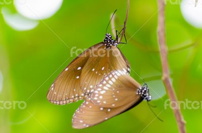 Black Kaiser butterfly ( Penthema binghami )