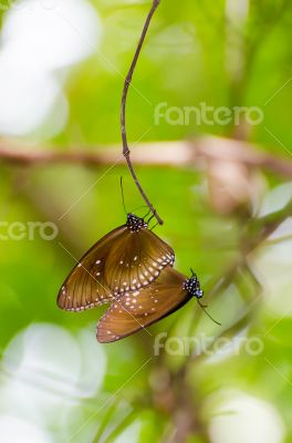 Black Kaiser butterfly ( Penthema binghami )