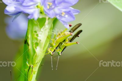 Mating Locust (Oxya japonica)