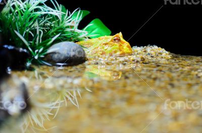 Albino Ceratophrys ornata or Pacman Frog