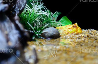 Albino Ceratophrys ornata or Pacman Frog