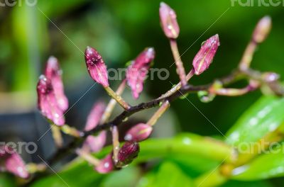 Buds of Dendrobium orchid hybrids is white with pink stripes