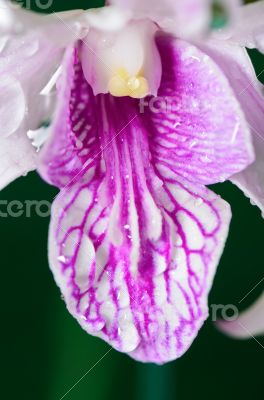 Dendrobium orchid hybrids is white with pink stripes.